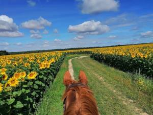 Balade à cheval aux Ecuries Fidelis