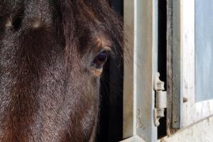 Cheval dans un box aux Ecuries Fidelis